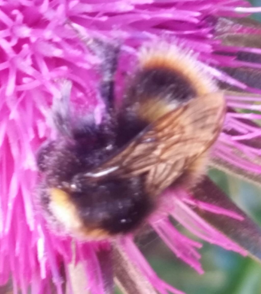 Ape? No, Bombus sp.